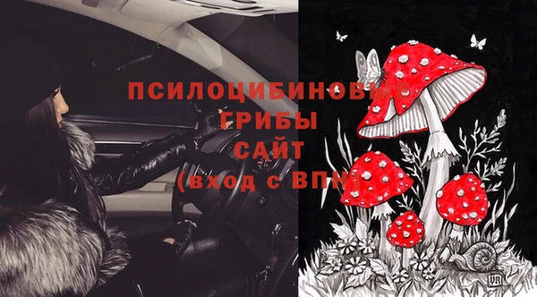 хмурый Белокуриха